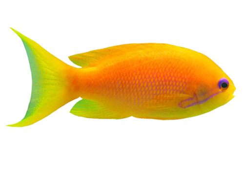 fish2