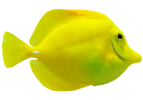 fish2